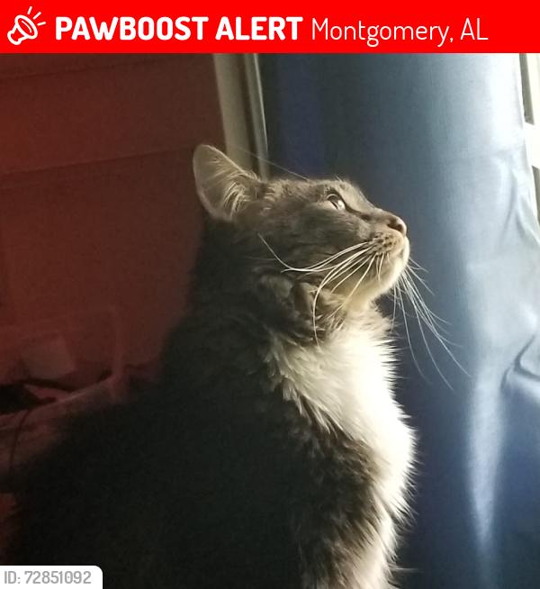 Lost Male Cat last seen Sandstone Court near Blount Park, Montgomery, AL 36117