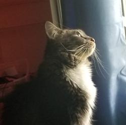 Lost Male Cat last seen Sandstone Court near Blount Park, Montgomery, AL 36117