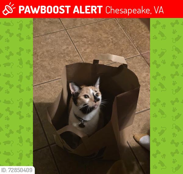 Lost Female Cat last seen Wendy's, Chesapeake, VA 23321