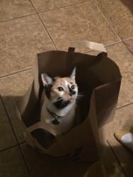 Lost Female Cat last seen Wendy's, Chesapeake, VA 23321