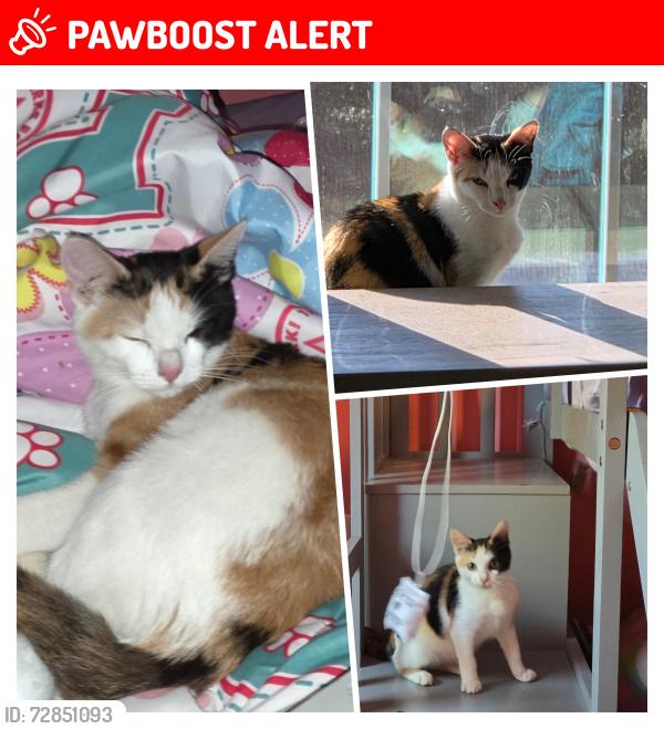 Lost Female Cat last seen Cave swallow road, Hernando County, FL 34614