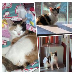 Lost Female Cat last seen Cave swallow road, Hernando County, FL 34614