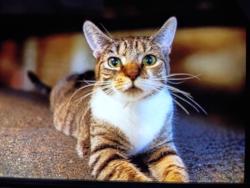 Lost Female Cat last seen Ice Pond Rd and Bullet Hole Rd in Brewster , Brewster, NY 10509