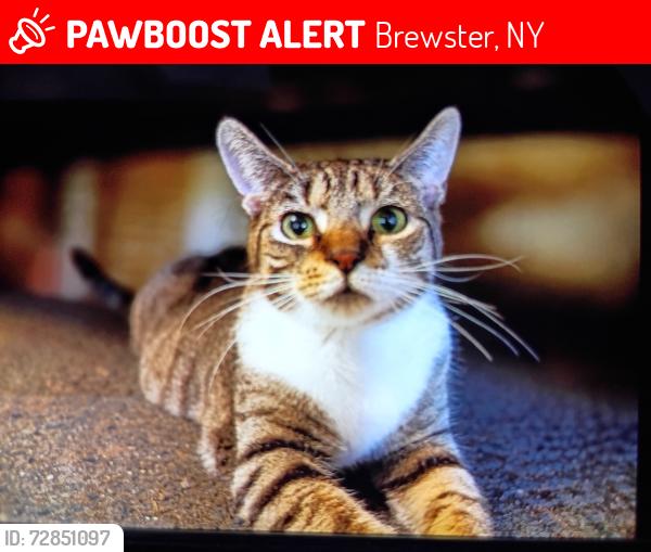 Lost Female Cat last seen Ice Pond Rd and Bullet Hole Rd in Brewster , Brewster, NY 10509