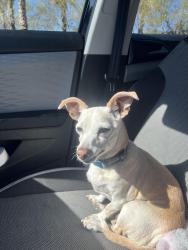 Found/Stray Male Dog last seen Mesa Park , Las Vegas, NV 89135