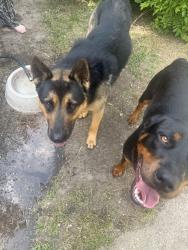 Found/Stray Male Dog last seen Found at Hary Stone Park male gsd and female rott mix?, Dallas, TX 75228
