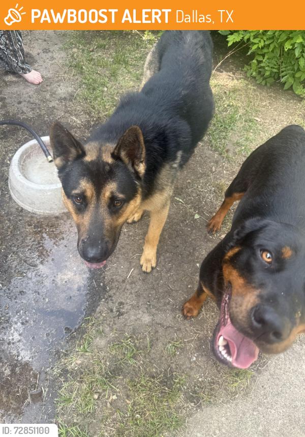 Found/Stray Male Dog last seen Found at Hary Stone Park male gsd and female rott mix?, Dallas, TX 75228