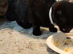 Found/Stray Female Cat last seen Novella Dr. , Fort Worth, TX 76134