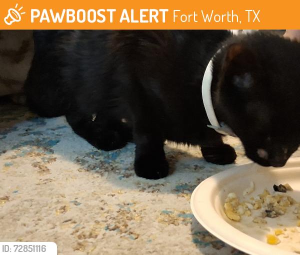 Found/Stray Female Cat last seen Novella Dr. , Fort Worth, TX 76134