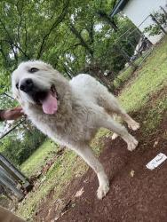 Found/Stray Unknown Dog last seen Princess Street NW, Huntsville, AL 35810