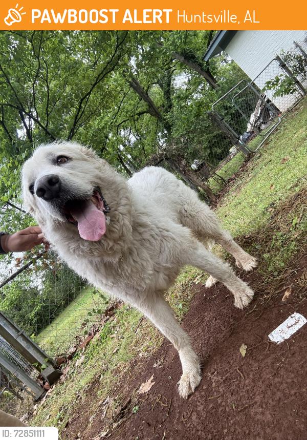 Found/Stray Unknown Dog last seen Princess Street NW, Huntsville, AL 35810