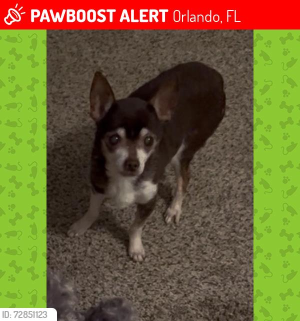 Lost Male Dog last seen Town center blvd and john young parkway, Orlando, FL 32837
