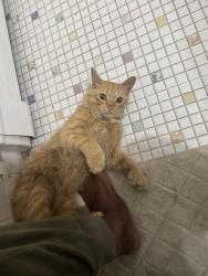 Found/Stray Male Cat last seen Near chesnut ln and Ruth Ellen drive. A parking lot. , Richmond Heights, OH 44143
