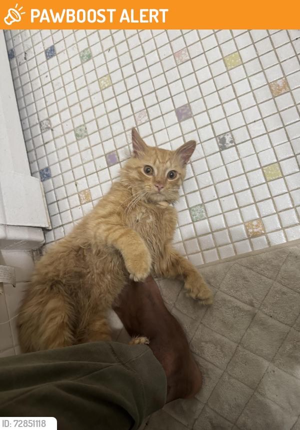 Found/Stray Male Cat last seen Near chesnut ln and Ruth Ellen drive. A parking lot. , Richmond Heights, OH 44143