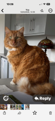 Reunited Male Cat last seen Birthplace of Jane Austin-sign, Steventon, England RG25 3BD
