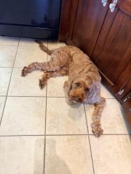 Lost Male Dog last seen Duncanville rd , Cedar Hill, TX 75104