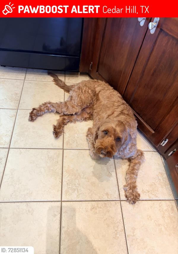 Lost Male Dog last seen Duncanville rd , Cedar Hill, TX 75104