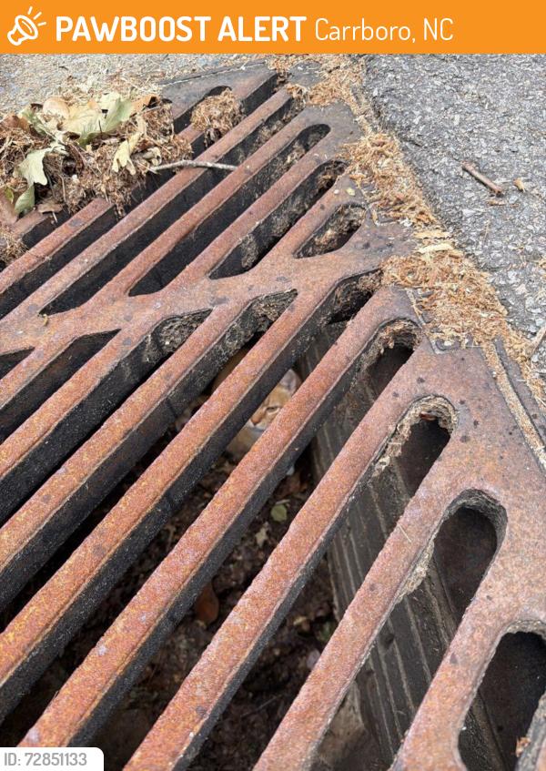 Found/Stray Unknown Cat last seen In between Wyndham drive and autumn drive, across from green hse and fire hydrant, Carrboro, NC 27516