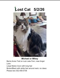 Lost Male Cat last seen Lutz Lake Fern Rd near Angel Lane, Odessa, FL 33556