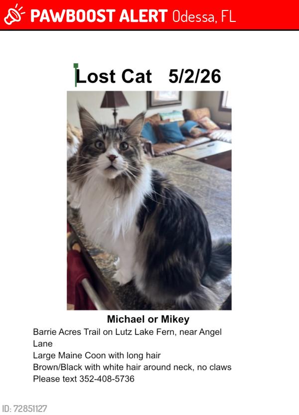 Lost Male Cat last seen Lutz Lake Fern Rd near Angel Lane, Odessa, FL 33556