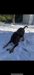 Lost Female Dog last seen Shockley springs baptist church, Baker, FL 32531