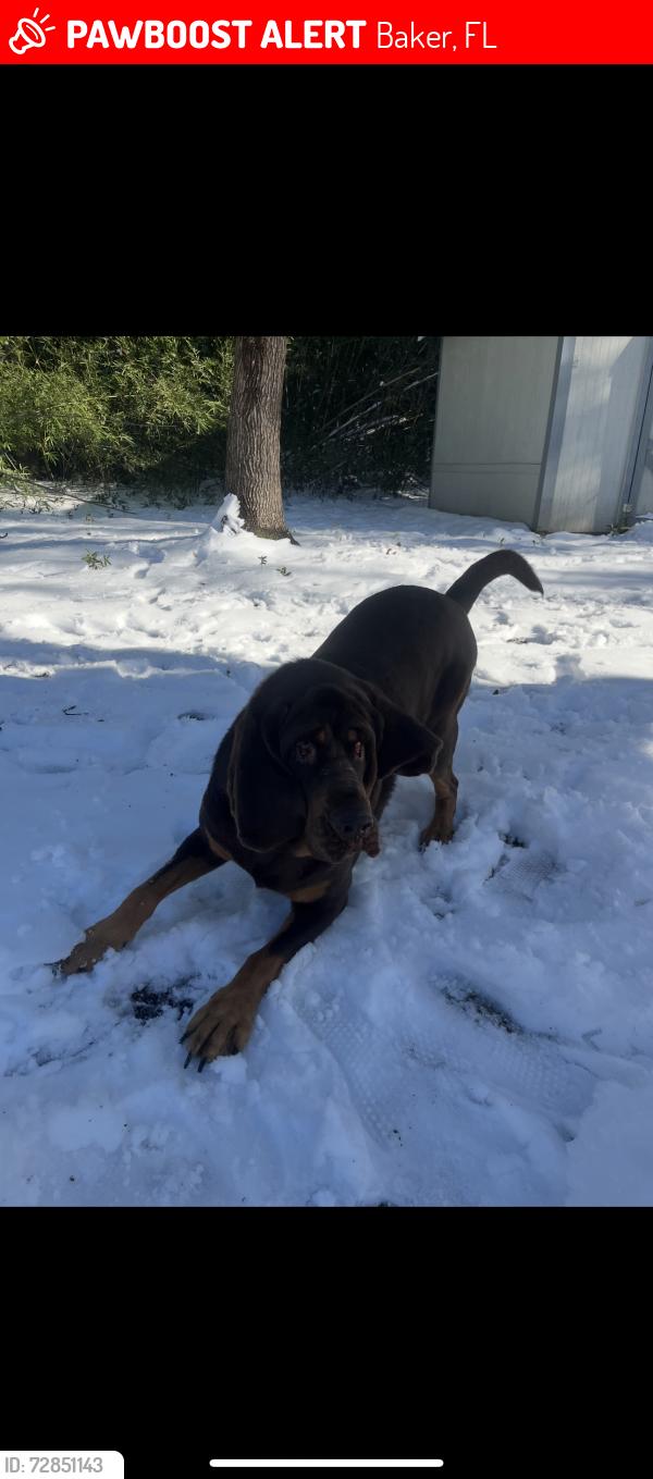 Lost Female Dog last seen Shockley springs baptist church, Baker, FL 32531