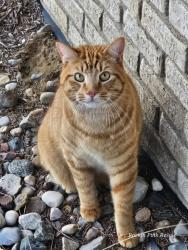 Lost Male Cat last seen Curtis Road, Frankenmuth, MI 48734