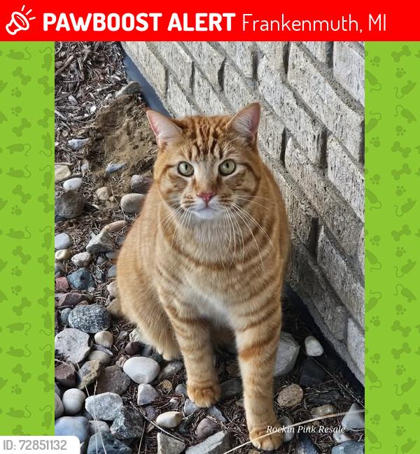 Lost Male Cat last seen Curtis Road, Frankenmuth, MI 48734