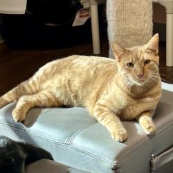 Shelter Stray Male Cat last seen , Port Richey, FL 34653