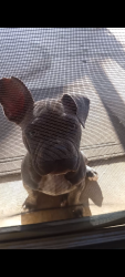 Lost Male Dog last seen Deer park lane and dracaea, Moreno Valley, CA 92553