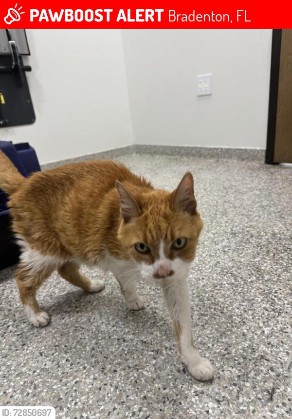 Lost Male Cat last seen Peaceful Bull Pl and Tierra Verde Way , Bradenton, FL 34212