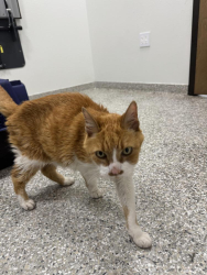 Lost Male Cat last seen Peaceful Bull Pl and Tierra Verde Way , Bradenton, FL 34212