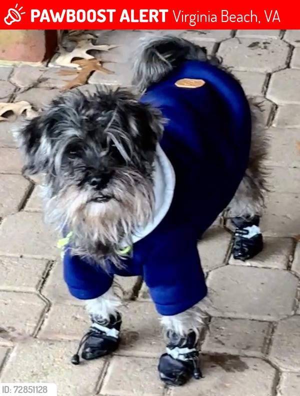 Lost Female Dog last seen Wyckoff Dr, Virginia Beach, VA 23452