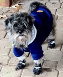 Lost Female Dog last seen Wyckoff Dr, Virginia Beach, VA 23452