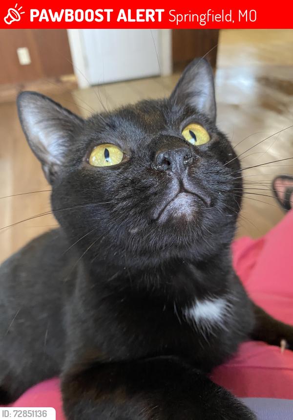 Lost Male Cat last seen West and MT.Vernon, Springfield, MO 65802