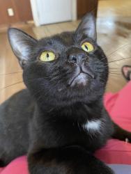 Lost Male Cat last seen West and MT.Vernon, Springfield, MO 65802