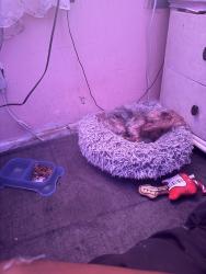 Lost Male Dog last seen 151st and 7th avenue near Mcdonalds and Murphy Usa, Miami, FL 33169