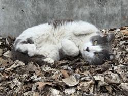 Lost Female Cat last seen East newyork st and keystone, Indianapolis, IN 46201