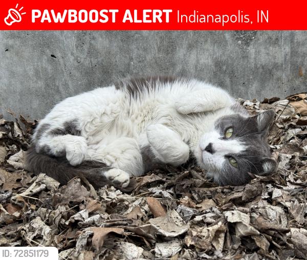 Lost Female Cat last seen East newyork st and keystone, Indianapolis, IN 46201