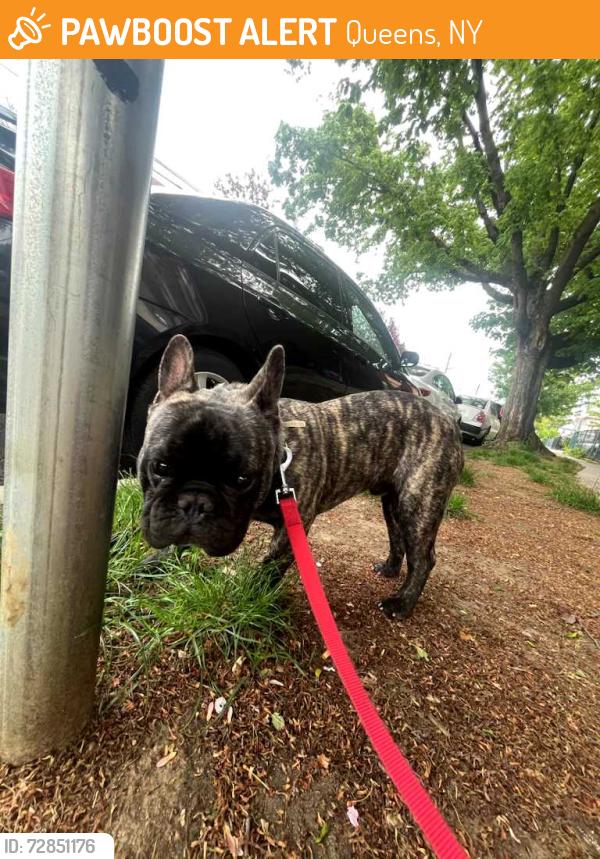 Found/Stray Male Dog last seen Flushing main st and 59ave, Queens, NY 11355