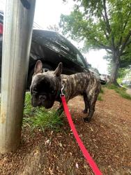 Found/Stray Male Dog last seen Flushing main st and 59ave, Queens, NY 11355