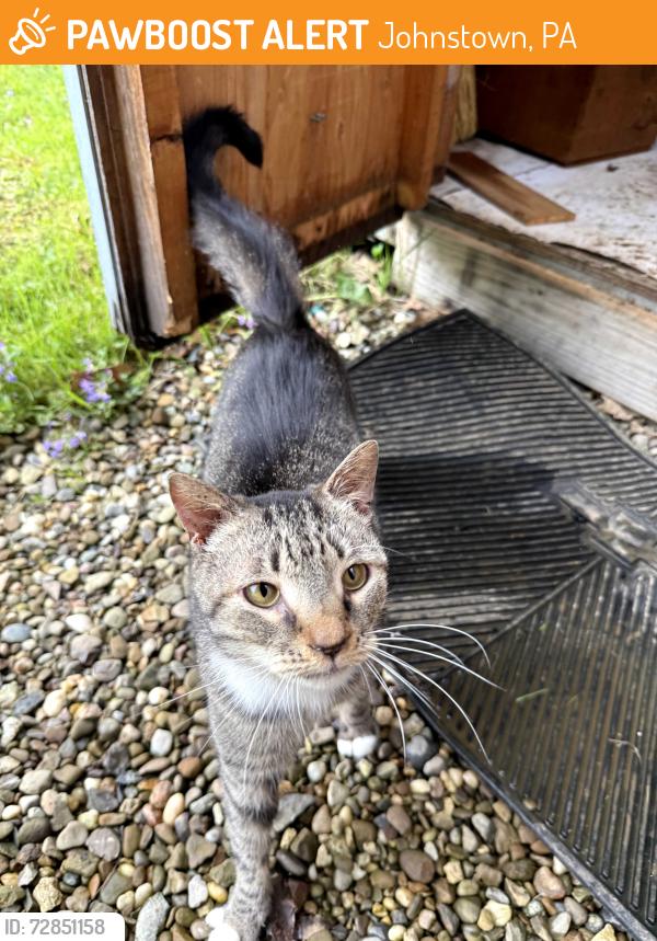 Found/Stray Male Cat last seen Walters Avenue Johnstown Pa, Johnstown, PA 15904