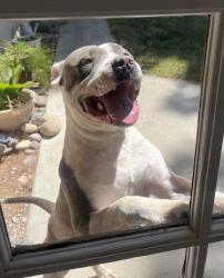 Found/Stray Male Dog last seen Central rd and bear valley rd, Apple Valley, CA 92308