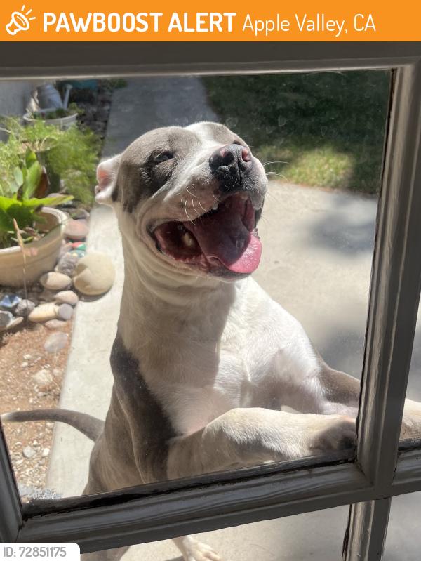 Found/Stray Male Dog last seen Central rd and bear valley rd, Apple Valley, CA 92308