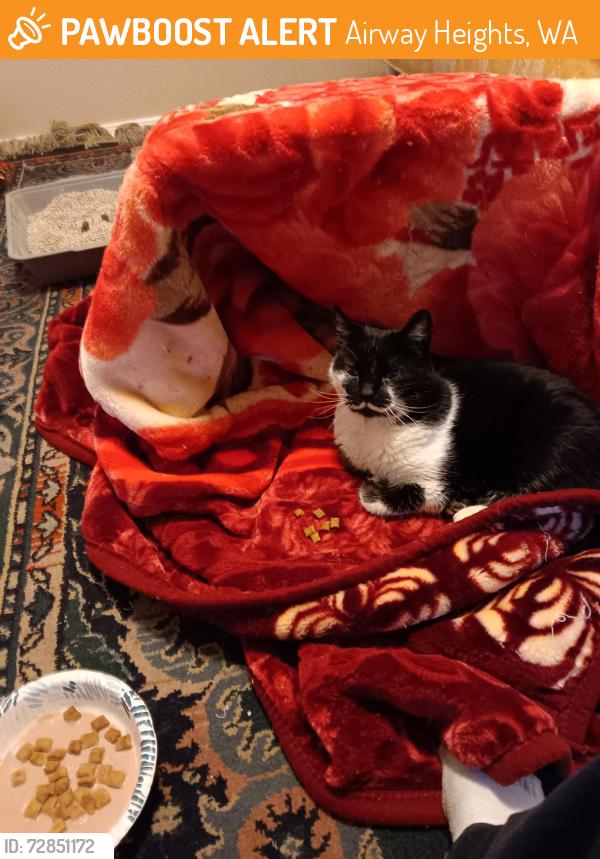 Found/Stray Unknown Cat last seen Aspen and 6thst, Airway Heights, WA 99001