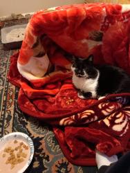 Found/Stray Unknown Cat last seen Aspen and 6thst, Airway Heights, WA 99001