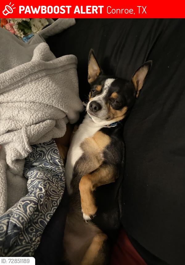 Lost Male Dog last seen Near Emmons Cliff Trails Conroe Tx 77301, Conroe, TX 77301