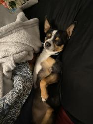 Lost Male Dog last seen Near Emmons Cliff Trails Conroe Tx 77301, Conroe, TX 77301