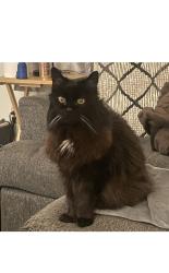 Lost Female Cat last seen 33rd ave w everett wa, Everett, WA 98203