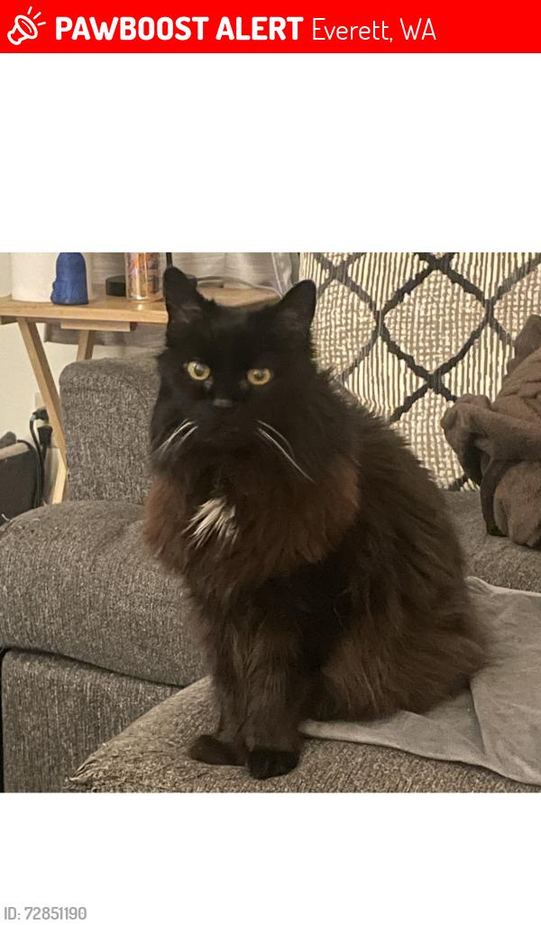 Lost Female Cat last seen 33rd ave w everett wa, Everett, WA 98203